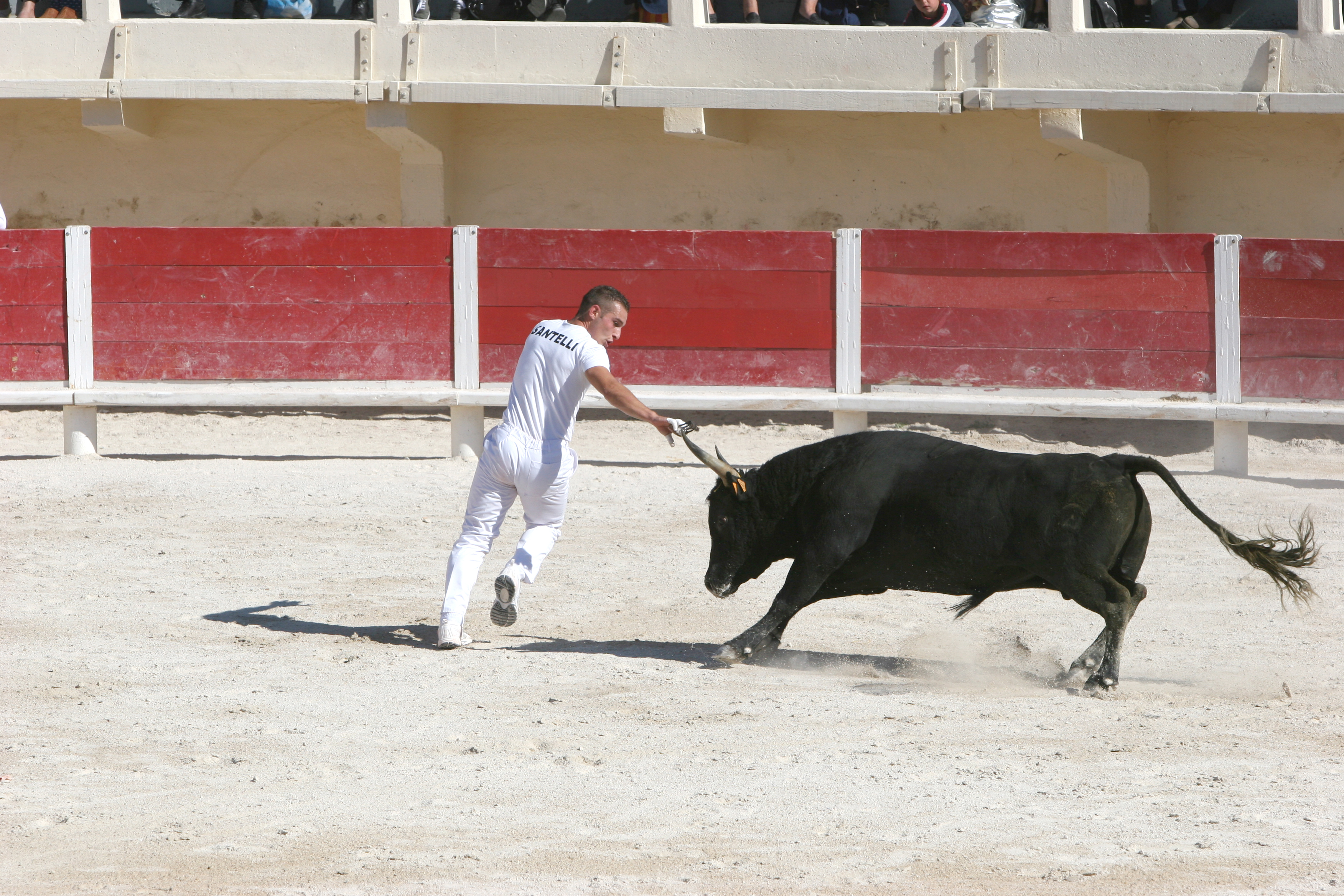 Course Camarguaise avec une cole Taurine